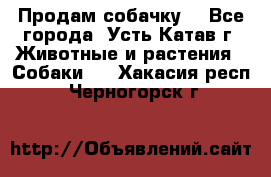 Продам собачку  - Все города, Усть-Катав г. Животные и растения » Собаки   . Хакасия респ.,Черногорск г.